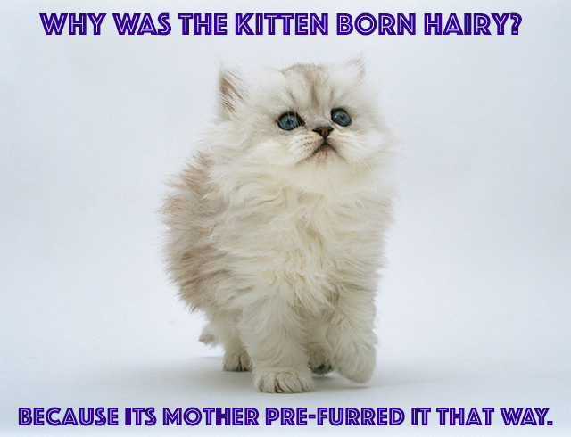Humour inglese: Hairy&nbsp;kitten
