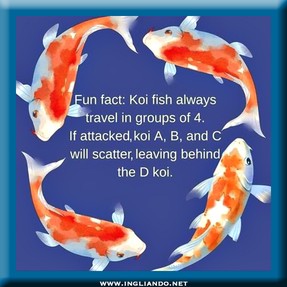 Vignetta spiritosa in inglese che gioca sulla parola 'decoy' e i pesci 'koi'.