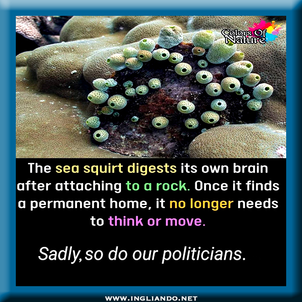 Humour inglese: Sea&nbsp;Squirt